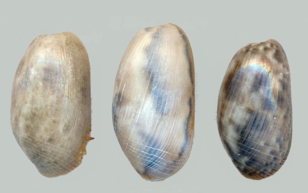 tre Bulla striata